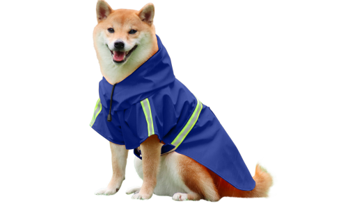 Shiba Inu σε αδιάβροχο μπλε μπουφάν με ανακλαστικές λωρίδες, εύκολες ρυθμιζόμενες ιμάντες για βροχερές βόλτες.