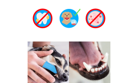 Οδοντόβουρτσα Δακτύλου 360º από Σιλικόνη για Σκύλους